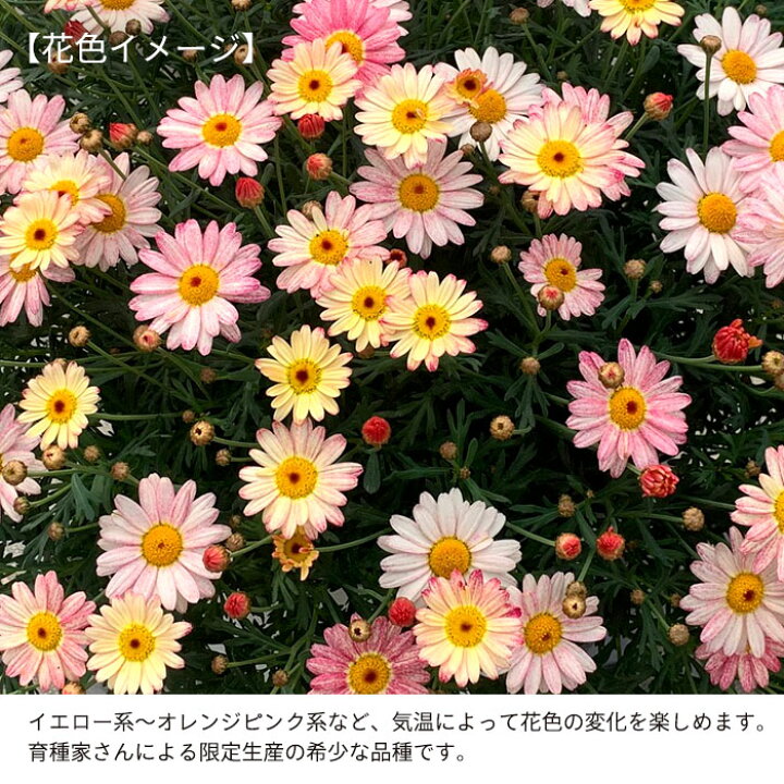 楽天市場 予約販売 マーガレット 苺ミルク 10 5cmポット 花苗 ガーデニング Nod 3月上旬以降発送 レイテストプランツ 楽天市場 予約販売 マーガレット 苺ミルク 10 5cmポット 花苗 ガーデニング Nod 3月上旬以降発送 レイテストプランツ