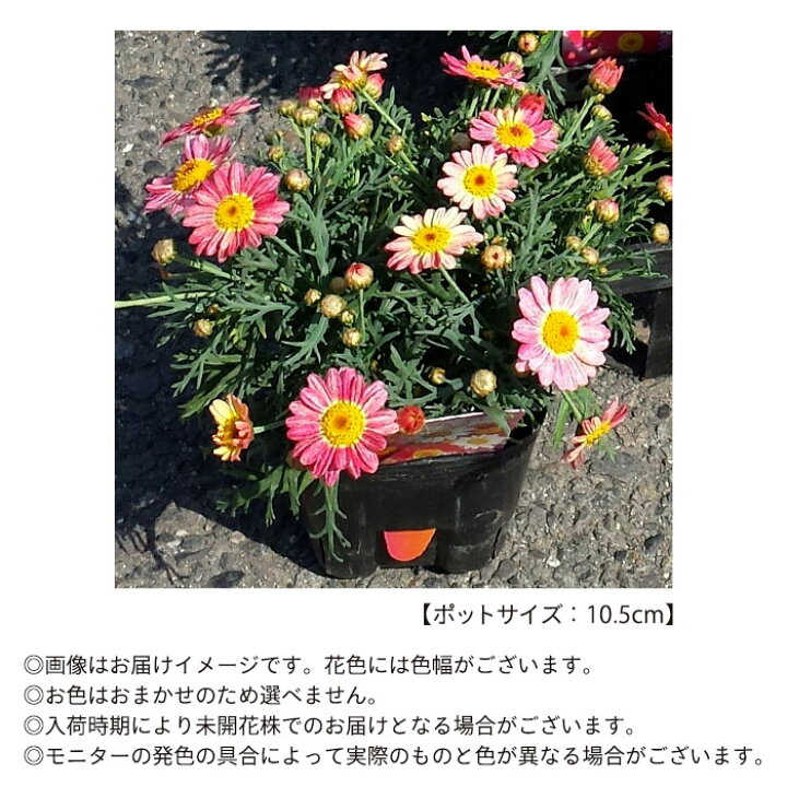 楽天市場 予約販売 マーガレット 苺ミルク 10 5cmポット 花苗 ガーデニング Nod 3月上旬以降発送 レイテストプランツ