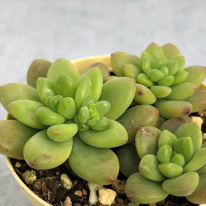 楽天市場 多肉植物 セダム シャングリラ 6cmポット 観葉植物 インテリア Ejr レイテストプランツ