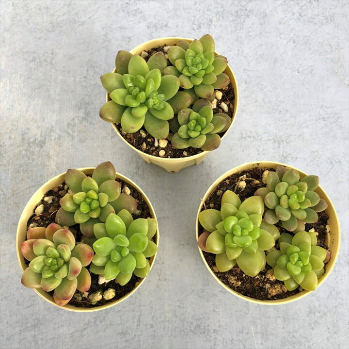 楽天市場 多肉植物 セダム シャングリラ 6cmポット 観葉植物 インテリア Ejr レイテストプランツ