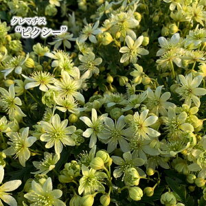 y\̔z N}`X sNV[ 9cm|bg ԕc K[fjO akt 2{ȍ~