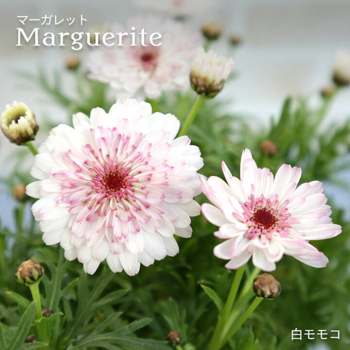 楽天市場 予約販売 マーガレット 白モモコ 10 5cmポット 花苗 ガーデニング Mtu 3月上旬以降発送 レイテストプランツ 楽天市場 予約販売 マーガレット 白モモコ 10 5cmポット 花苗 ガーデニング Mtu 3月上旬以降発送 レイテストプランツ