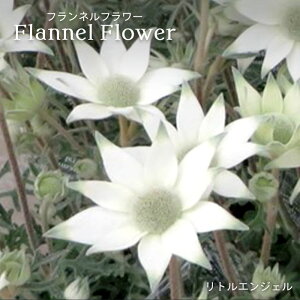 y\̔ztlt[ gGWF 4 A K[fjO N 3{ȍ~