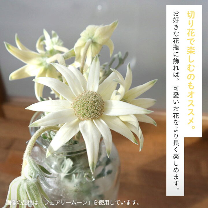 楽天市場 予約販売 フランネルフラワー リトルエンジェル 4号鉢 鉢植え ガーデニング 多年草 3月下旬以降発送 レイテストプランツ