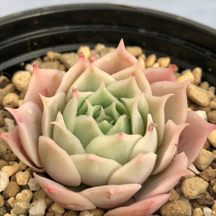 楽天市場】多肉植物 エケベリア ラブウェーブ 9cmポット 観葉植物 