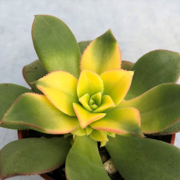 楽天市場 多肉植物 アエオニウム 夕映え 6 5cmポット 観葉植物 インテリア Grf レイテストプランツ