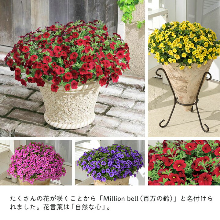 楽天市場 予約販売 選べるミリオンベル 登録品種 4号ポット カリブラコア 花苗 ガーデニング H L 4月下旬以降発送 レイテストプランツ