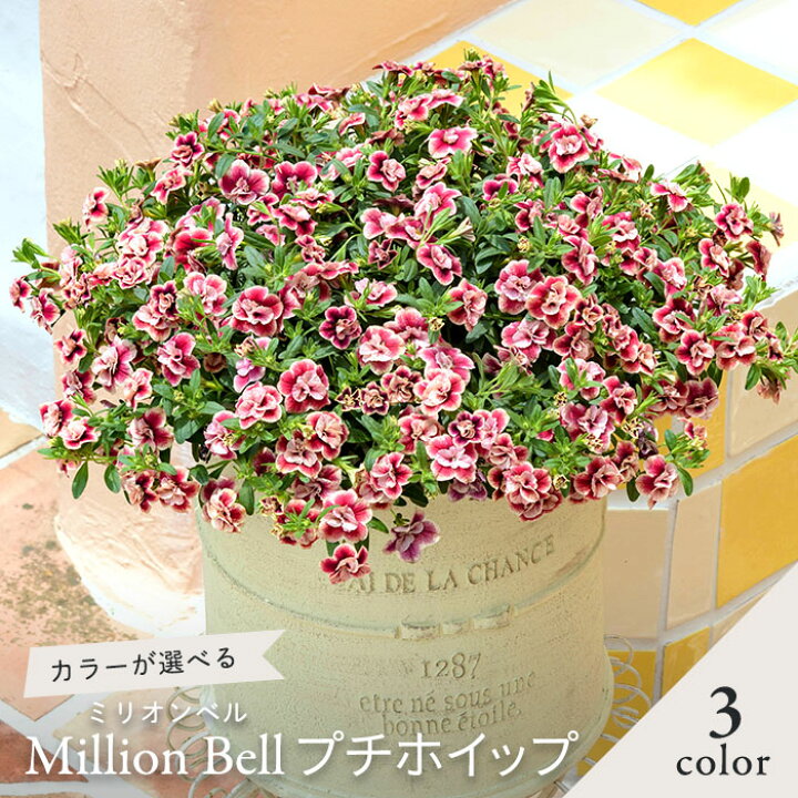 楽天市場 予約販売 選べるミリオンベル プチホイップ 登録品種 4号ポット カリブラコア 花苗 ガーデニング H L 4月下旬以降発送 レイテストプランツ