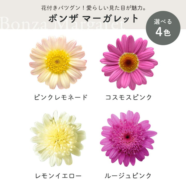 楽天市場 予約販売 選べるボンザ マーガレット 登録品種 4号ポット 花苗 ガーデニング H L 4月上旬以降発送 レイテストプランツ
