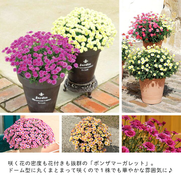 楽天市場 予約販売 選べるボンザ マーガレット 登録品種 4号ポット 花苗 ガーデニング H L 4月上旬以降発送 レイテストプランツ