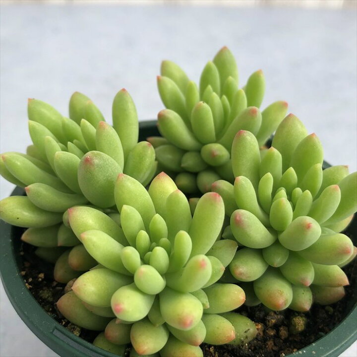 楽天市場 多肉植物 セダム ピンクベリー 8cmポット 観葉植物 インテリア Ssf レイテストプランツ