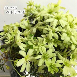 y\̔z N}`X ygGC 9cm|bg ԕc K[fjO hys 2{ȍ~