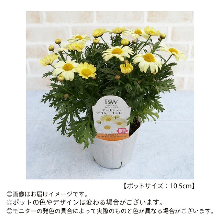楽天市場 予約販売 マーガレット デイジーイエロー 10 5cmポット 登録品種 花苗 ガーデニング Tuj 3月上旬以降発送 レイテストプランツ