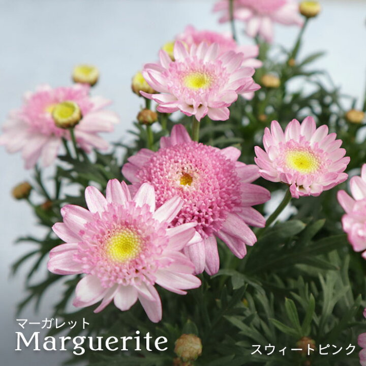 楽天市場 予約販売 マーガレット スウィートピンク 10 5cmポット 品種登録出願中 花苗 ガーデニング Tuj 3月上旬以降発送 レイテストプランツ