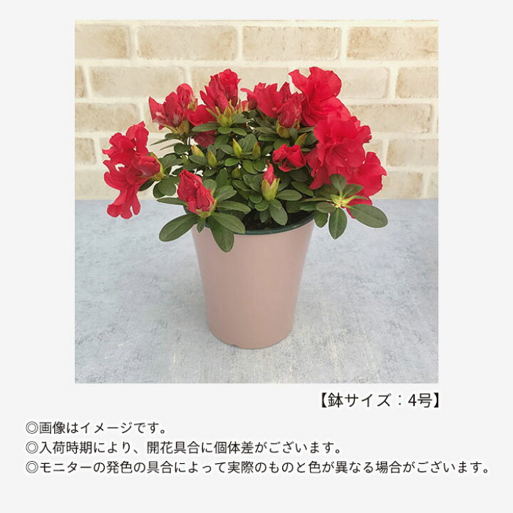 楽天市場 ベルギーアザレア ホルティノ レッド 4号鉢 鉢植え ガーデニング レイテストプランツ 楽天市場 ベルギーアザレア ホルティノ レッド 4号鉢 鉢植え ガーデニング レイテストプランツ