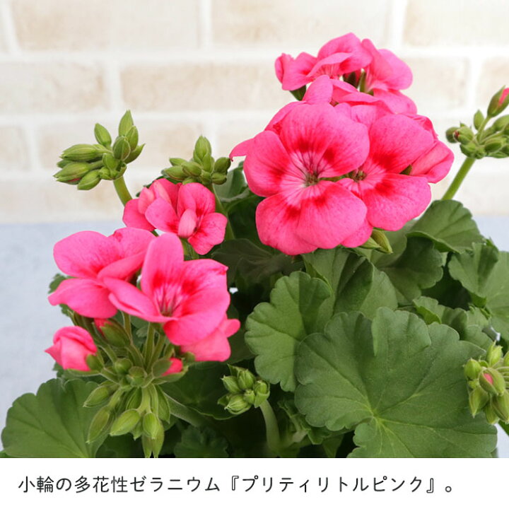 楽天市場 ゼラニウム プリティリトルピンク 4号鉢 品種登録出願中 ゼラニューム 鉢植え ガーデニング Tuj レイテストプランツ