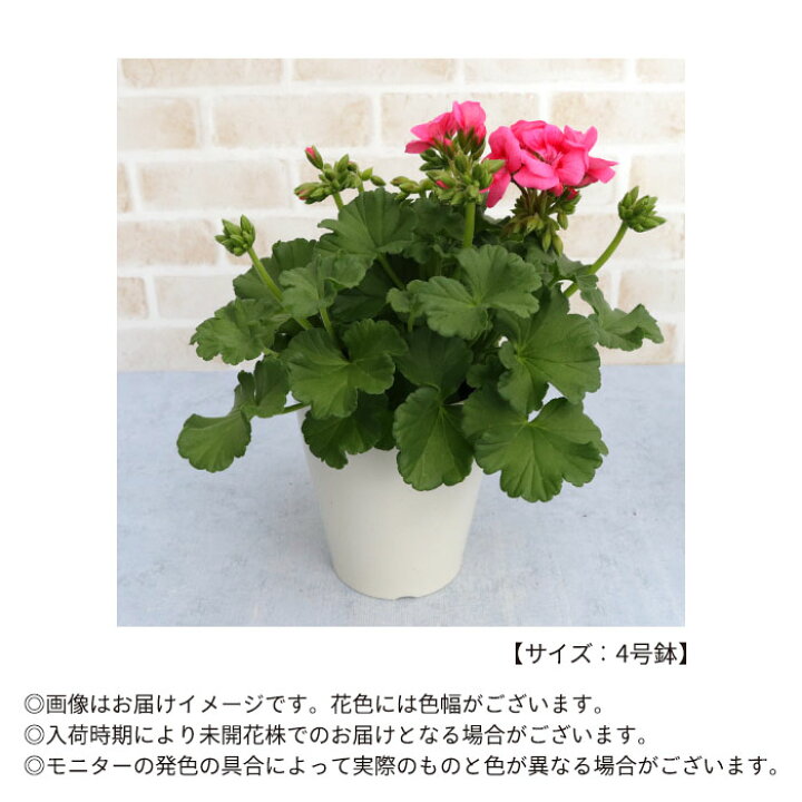 楽天市場 ゼラニウム プリティリトルピンク 4号鉢 品種登録出願中 ゼラニューム 鉢植え ガーデニング Tuj レイテストプランツ