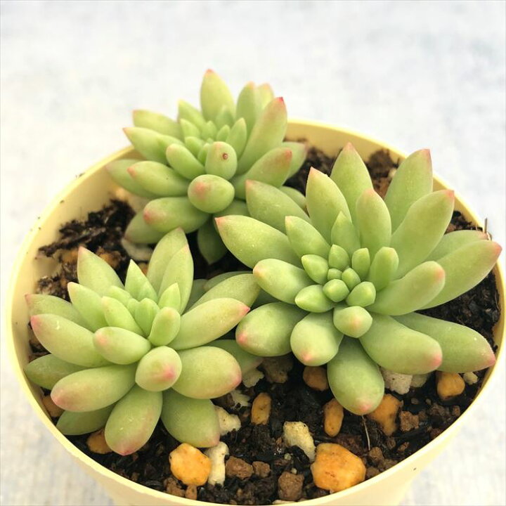 楽天市場 多肉植物 セダム ピンクベリー 6cmポット 観葉植物 インテリア Ejr レイテストプランツ 楽天市場 多肉植物 セダム ピンクベリー 6cmポット 観葉植物 インテリア Ejr レイテストプランツ