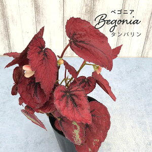 花 ベゴニア 生花の人気商品 通販 価格比較 価格 Com