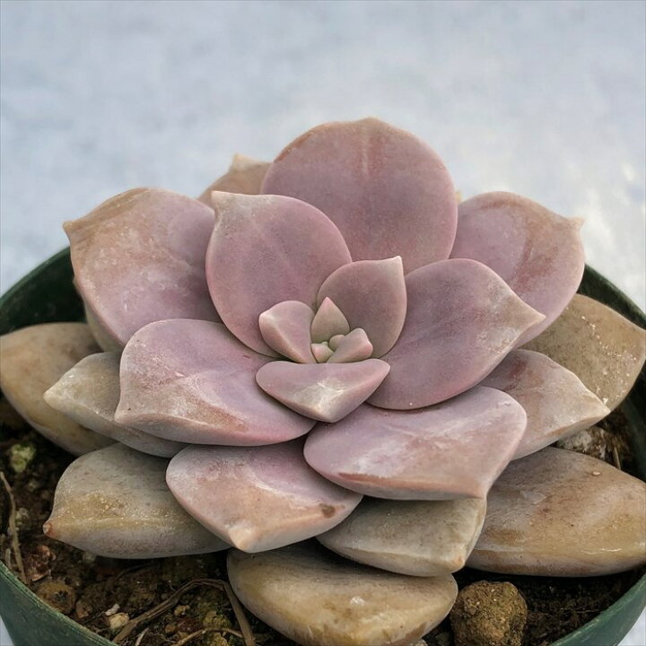 楽天市場】多肉植物 グラプトペタラム ペンタンドラム 7.5cmポット 