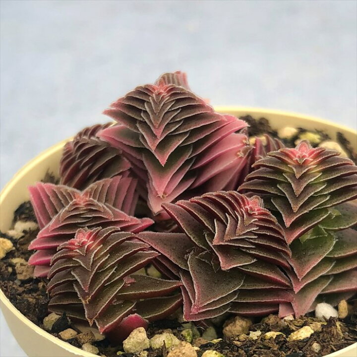 楽天市場】多肉植物 クラッスラ 茜の塔錦 6cmポット 観葉植物 