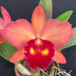 洋ラン【開花見込株】ミニカトレア リトルトシエ ’サンライズ’ 9cm素焼き鉢 洋蘭 インテリア efm