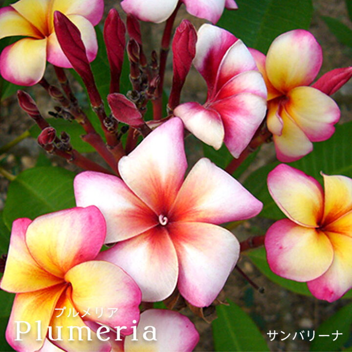 楽天市場 プルメリア サンバリーナ 4号鉢 鉢花 熱帯植物 ハワイ タヒチ レイテストプランツ