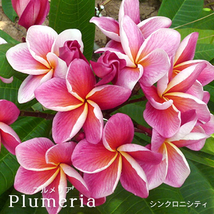 楽天市場 プルメリア シンクロニシティー 4号鉢 鉢花 熱帯植物 ハワイ タヒチ レイテストプランツ