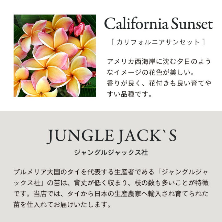 新製品情報も満載 送料無料 プルメリア レッドジャック 5号鉢 鉢花 熱帯植物 ハワイ タヒチ Qdtek Vn 新製品情報も満載 送料無料 プルメリア レッドジャック 5号鉢 鉢花 熱帯植物 ハワイ タヒチ Qdtek Vn