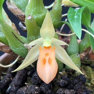 �y�\��̔��z �m�����y�J�Ԍ������z�Z���W�l �p�j�Z�A ���j�t���[�� ���� 7.5cm�f�Ă��� �m�� �C���e���A yam 11����{�ȍ~����