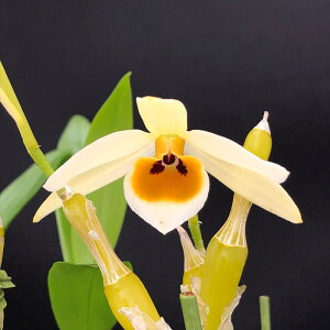 �y�\��̔��z �m�����y�J�Ԍ������z�f���h���r�E�� �f���h���r���[�� �A�t���_�C�g ���� 7.5cm�f�Ă��� �m�� �C���e���A yam 11����{�ȍ~����