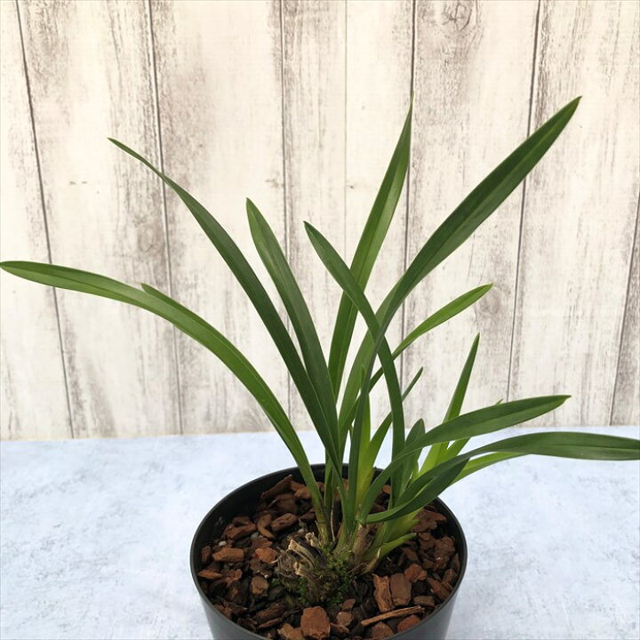 楽天市場】【開花見込株】キンリョウヘン 金稜辺 原種 苗 3.5号鉢 