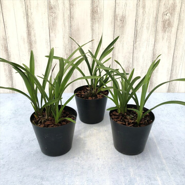 楽天市場】【開花見込株】キンリョウヘン 金稜辺 原種 苗 3.5号鉢 