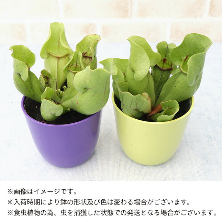 格安販売の サラセニア プルプレア 食虫植物 Shubhamholidayhomes Com