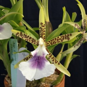 �y�\��̔��z �m�����y�J�Ԍ������z�A���p�V�A ���i�[�^ ���� 9cm�f�Ă��� �m�� �C���e���A yam 11����{�ȍ~����