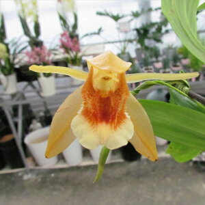 �y�\��̔��z �m�����y�J�Ԍ������z�Z���W�l �T�����C�Y�}�W�b�N 9cm�f�Ă��� �m�� �C���e���A yam 11����{�ȍ~����