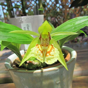 �y�\��̔��z �m�����y�J�Ԍ������z�Z���W�l �V�����A�i ���� 7.5cm�f�Ă��� �m�� �C���e���A yam 11����{�ȍ~����