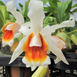 �y�\��̔��z �m�����y�J�Ԍ������z�Z���W�l �������A �T�_�R �V���W���NNo.6 9cm�f�Ă��� �m�� �C���e���A yam 11����{�ȍ~����