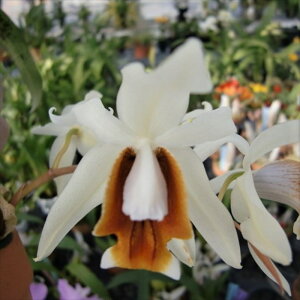 �y�\��̔��z �m�����y�J�Ԍ������z�Z���W�l �������A �t�N�o �V���W���NNo.3 9cm�f�Ă��� �m�� �C���e���A yam 11����{�ȍ~����