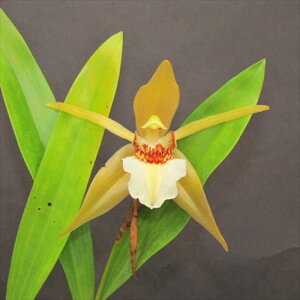 �y�\��̔��z �m�����y�J�Ԍ������z�Z���W�l ���[�����Z�A�i ���� 9cm�f�Ă��� �m�� �C���e���A yam 11����{�ȍ~����