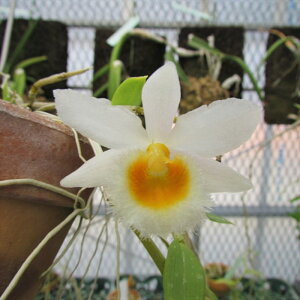 �y�\��̔��z �m�����y�J�Ԍ������z�f���h���r�E�� �f���h���r���[�� sp �_�� ���� 6cm�f�Ă��� �m�� �C���e���A yam 11����{�ȍ~����