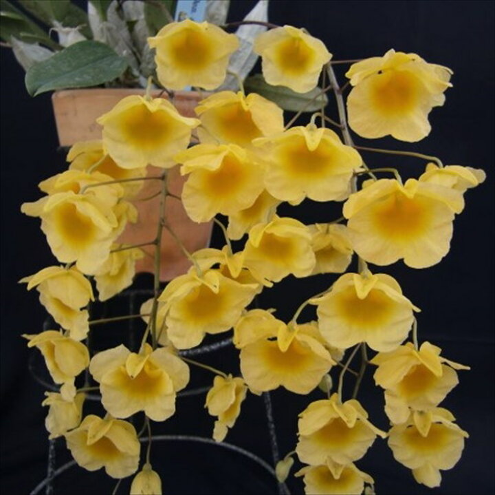 楽天市場】【予約販売】 洋ラン【開花見込株】デンドロビウム 