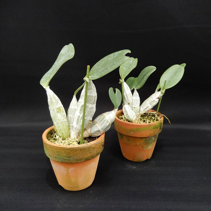 楽天市場】【予約販売】 洋ラン【開花見込株】デンドロビウム 