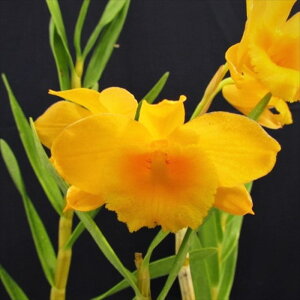 �y�\��̔��z �m�����y�J�Ԍ������z�f���h���r�E�� �t���r�t���[���� �f�l�A�i�� ���� 7.5cm�f�Ă��� �m�� �C���e���A yam 11����{�ȍ~����