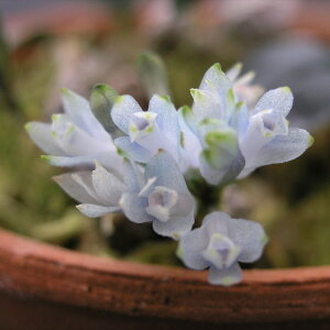 �y�\��̔��z �m�����y�J�Ԍ������z�f���h���r�E�� �f���h���r���[�� �����[�R�V�A�i�� �f�u���[�t�@���^�W�[�f ���� 7.5cm�f�Ă��� �m�� �C���e���A yam 11����{�ȍ~����