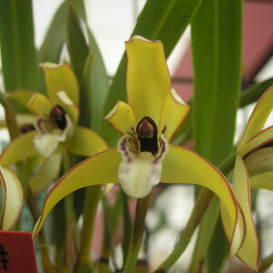 �y�\��̔��z �m�����y�J�Ԍ������z�}�L�V�����A �}���M�i�[�^ ���� 9cm�f�Ă��� �m�� �C���e���A yam 11����{�ȍ~����