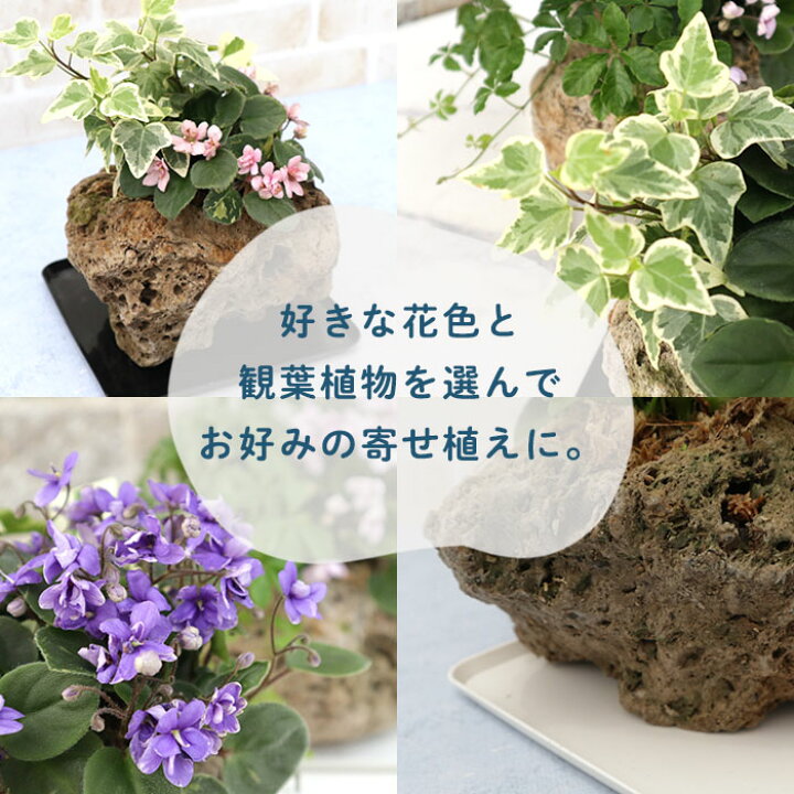 楽天市場 予約販売 おしゃれな寄せ植え 選べるセントポーリアと観葉植物 軽石植え インテリア ガーデニング Skf 11月中旬以降発送 レイテストプランツ