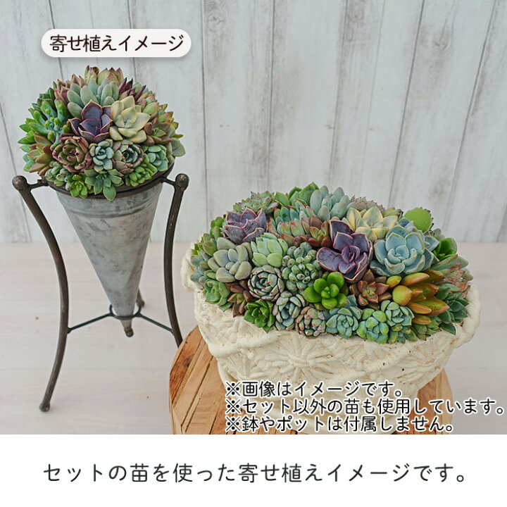 楽天市場】【柏屋商店さん直送】多肉植物 送料無料 品種おまかせカット  