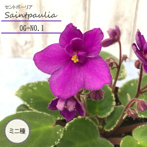 y܂Ȃ\؁zy\̔z Zg|[A OG-NO.1 3 ~j  CeAO[ ogr 11{ȍ~