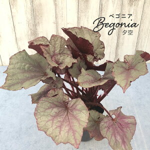 y܂Ȃ\؁zy\̔z bNXxSjA [ 3.5 xSjA  CeAO[ ChAO[ zil 11{ȍ~